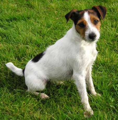 Jack-Russell-Terrier--0.jpg