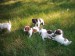 jack russell puppies for sale calgary.jpg